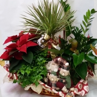 Best Christmas - composizione di piante -NON DISPONIBILE