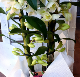 Orchidea Dendrobium -NON DIPSONIBILE
