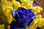 3 rose blu con mimosa -non disponibile