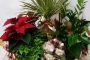Best Christmas - composizione di piante -NON DISPONIBILE