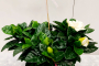 gardenia con cesto -NON DISPONIBILE
